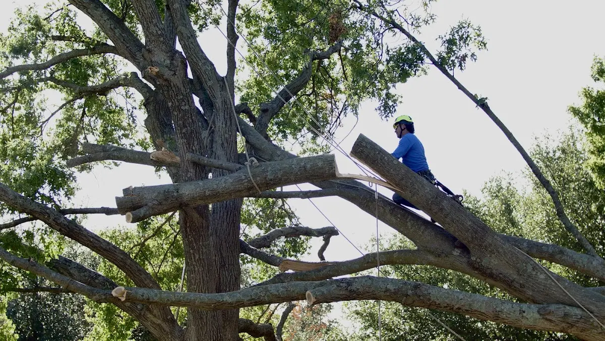 Professional Crown Thinning performed by certified arborists in Collegeport
