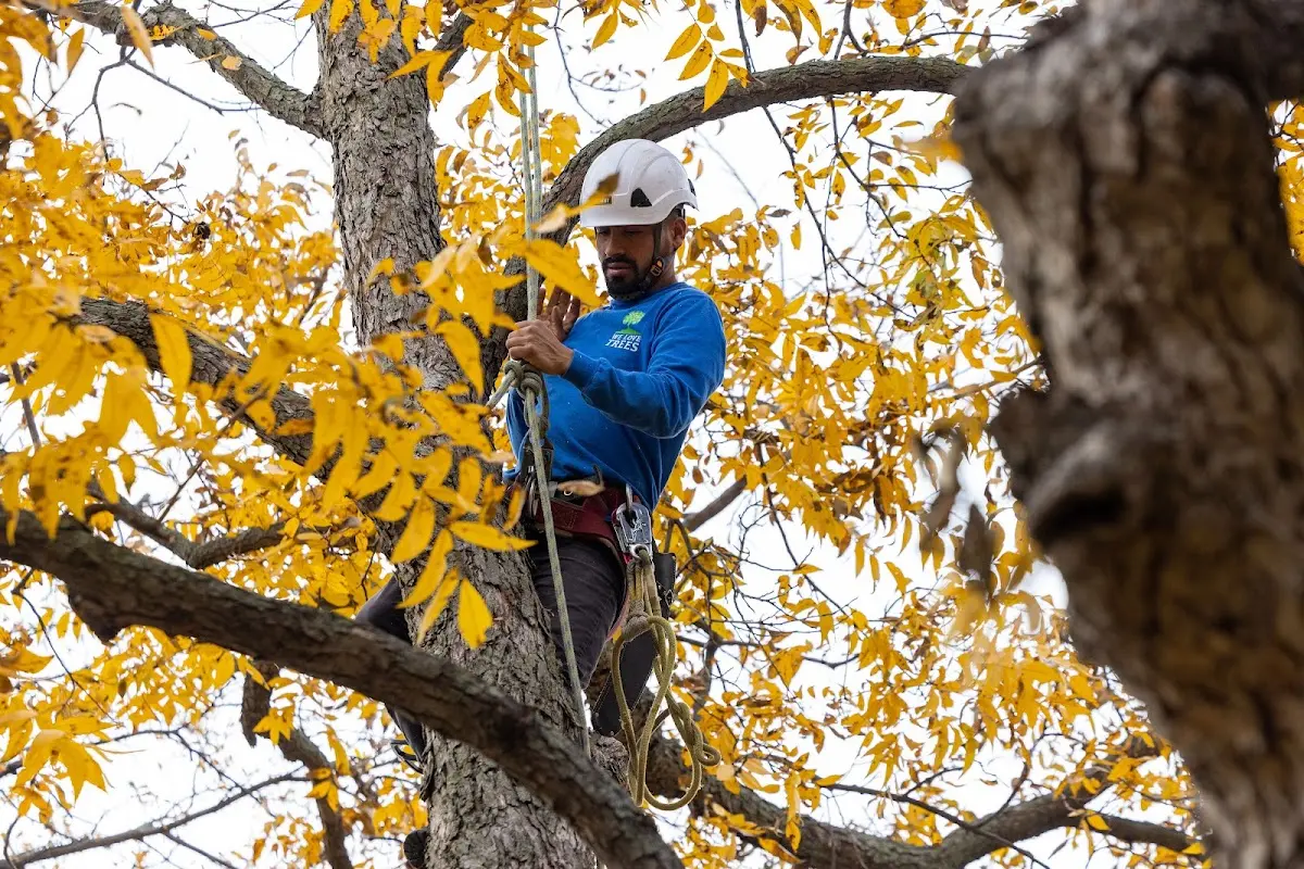 Skilled Tree Transplanting crew working in Collegeport