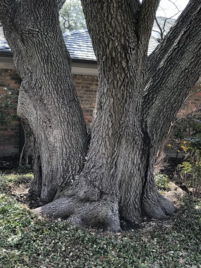 Mature heritage tree close to a Collegeport property cared for by certified arborists